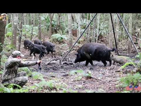 40 Bow Take Down Wild Boar In Under 40 minutes! ULTIMATE BOWHUNTING COMPILATION