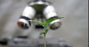 Green sprout growth against a microscope, close-up, timelapse. Laboratory study of agriculture, botany Stock Video