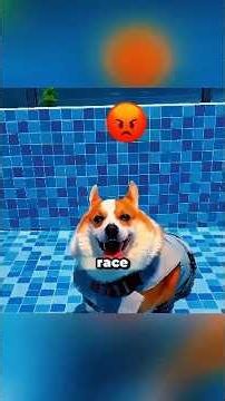 The Funniest Dog Adventure You'll Watch Today 🐶❤️