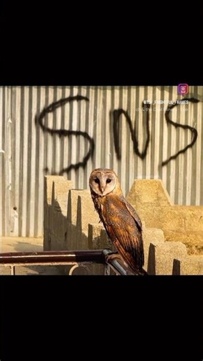 Didn’t expect to meet a Western Barn Owl in the park today… but wow, what a moment. ✨🦉