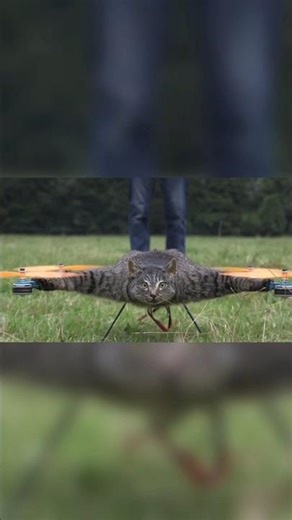 "This Cat Drone Is Real And It's Shocking😳"