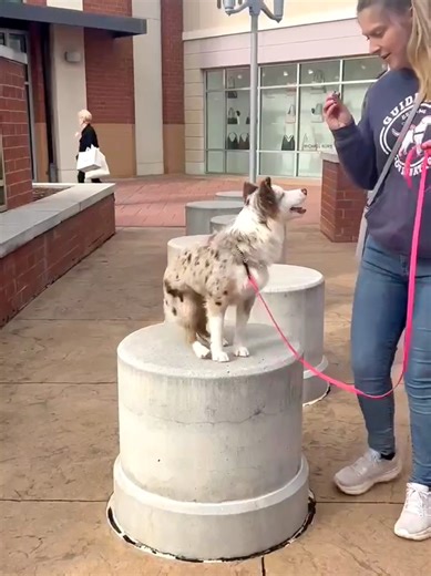 Dynasty Trick Dogs / Holly (@dynasty_trick_dogs)’s videos with Buttercup - MixAndMash - Michelle Toquero🇵🇭🇰🇷