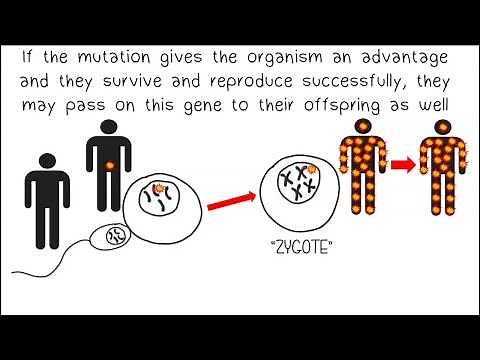 Mutations and Evolution