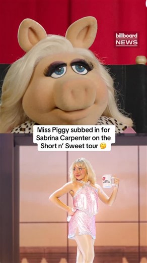 billboard on Instagram: "There’s no bad blood between Miss Piggy and Sabrina Carpenter — quite the opposite, in fact. Miss Piggy opened up about her relationship with the fellow blonde diva and ‘The Muppet Show’ guest star during an interview with #BillboardNews. Watch more at the link in bio."