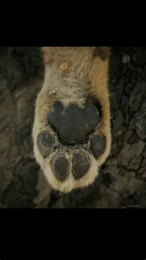 Leopard Targets Lion Cub By info fact News