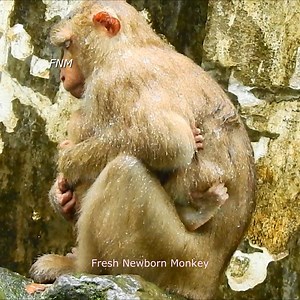 1.7K views · 145 reactions | Oh... you are so good Luna to she your best comfort her baby, Fresh Newborn Monkey 5906 | Fresh Newborn Monkey | Facebook