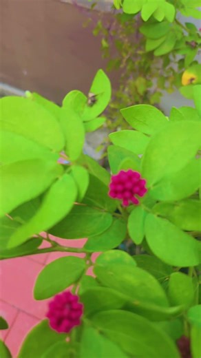 Red Powder Puff plant 🥀