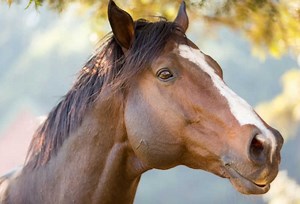 【赌怪单曲】你没有听过的全新Whistle（全程高能）