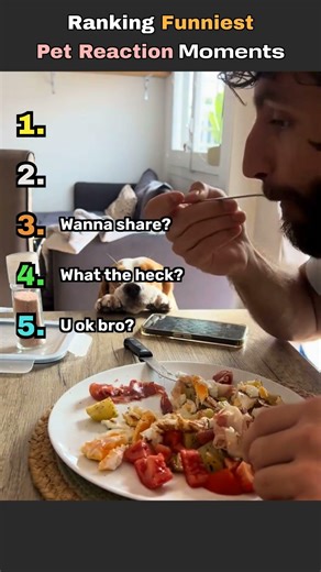 These Pet Reactions Are HILARIOUS 😂🐶