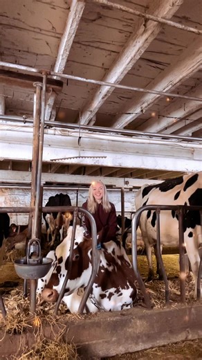 I think she’s wondering WTF I am doing 🤓👀😂 #wisconsindairyfarmer #dairy #milkcows #dairycowsoftiktok #fypageeee