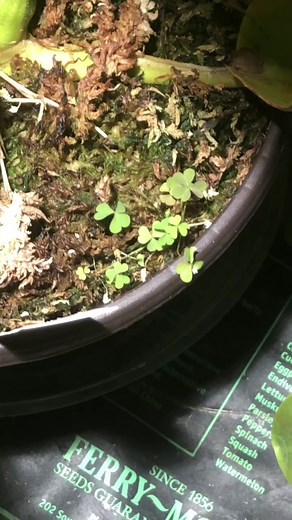 Oxalis Plant Care Tips and Edible Leaves | Plant TikTok