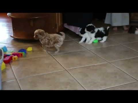 Havapoo Puppies For Sale