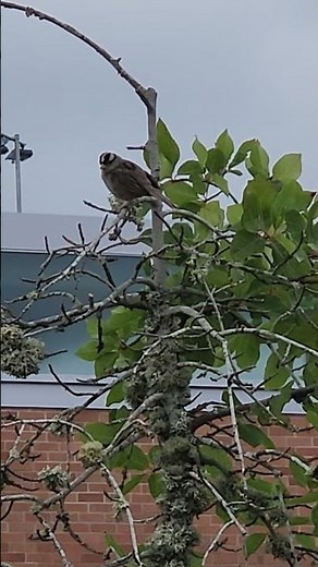 Little Bird Singing from the Tree Top