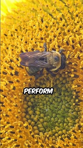 How Bees Communicate: The Amazing Waggle Dance Explained #facts