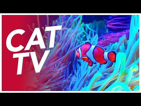 CAT TV - Coral Reef Exploration Video for Cats - Underwater Cat Video 🐠