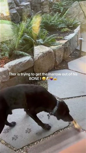@thorlab Thor is trying to get the marrow out of his BONE! 😞 😂 #dog #petlover