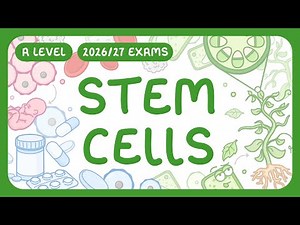 A-Level Biology - Stem Cells - Types & Potency | Uses in Research & Medicine (2026/27 exams)
