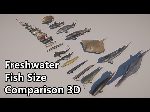 Freshwater Fish Size Comparison 3D