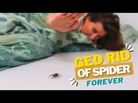 Best Spider Traps For Indoors - Say Goodbye to Spider Infestation