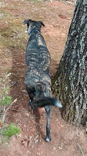 Little Buggar Caught Me Watching Him