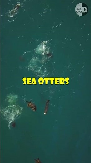 The Secret Behind Cute Otters Holding Hands