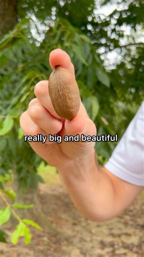 44K views · 432 reactions | There’s a chill in the air in Pecan City and our crew is busy in the pecan groves. Here’s the update on the new pecan crop and when you can expect to get your fresh picked pecans. Order now to be the first to enjoy the best of Georgia's pecan harvest! #pecans #2025harvest | Sunnyland Farms | Facebook