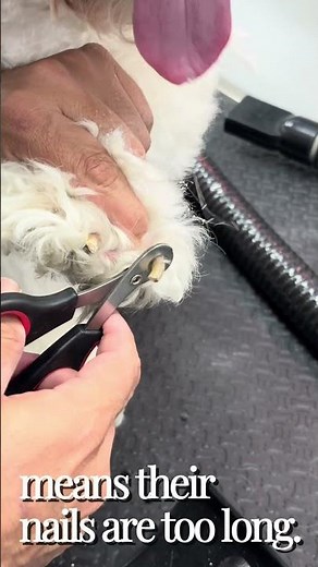 Your Dog's Nails Are Too Long | Dog Nail Care Tips From a Miami Mobile Groomer