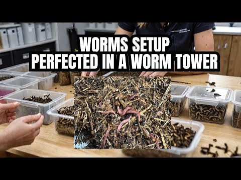 Baby European Nightcrawler Setup Done Right!