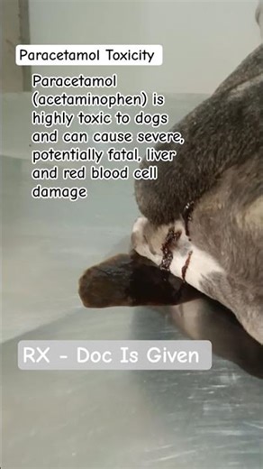 Paracetamol Toxicity Treatment In Dog #dogcare #pets #paracetamol #animaldoctor #veterinary #dr.KD