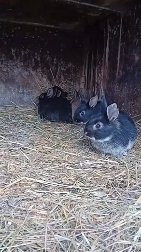 🐰 #animaux #pourtoi #youtubeshorts #animals #agriculture #rabbit #fyp #viral #elevage #amour