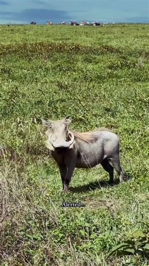 Wildlife: Warthog 🐗 enjoying grazing in alert mode #animals #wildlife #wildanimals