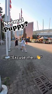 6.5K views · 33 reactions | Is this normal behavior in a puppy? How severe is it? What signs do you see? And what would you do to help? #dogbehavior #puppylife #puppyclass #anxiousdog | Thinking Canine | Facebook