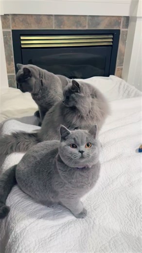 🐾 Three adorable blue British kittens are melting hearts! 💙 One of them — a fluffy longhair baby — is still available! Look at this cuteness! 🩵 They are playful, gentle, and full of charm — true British beauties. #BritishCatsWA #BritishShorthair #BritishLonghair #BlueBritish #CutenessOverload #Seattle #TICA #FluffyBaby #bsh #britishblue | British ShortHair US