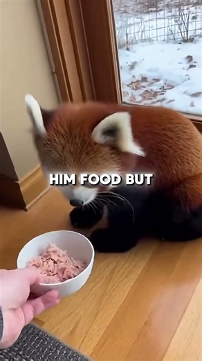 Rescuing Red Pandas From Wild Forest Fire!