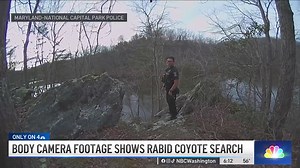 Body camera video shows police shooting a coyote that attacked two people in Montgomery County. Warning: some people may find this video disturbing, as you will hear gunshots. http://nbc4dc.com/gWe7Ppx | NBC Washington