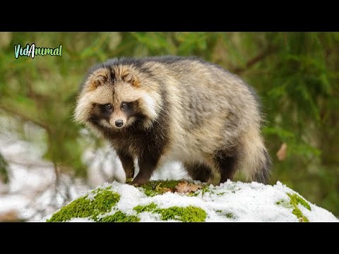 THE TANUKI: Japan's Most Enigmatic Animal