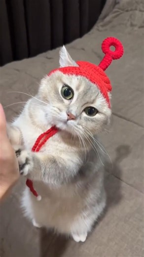 GATINHO e a Nova Versão de TELETUBBIES: Ainda mais FOFO! 🐈❤️🐈‍⬛😻#gato #gatinhos #teletubbies #cat