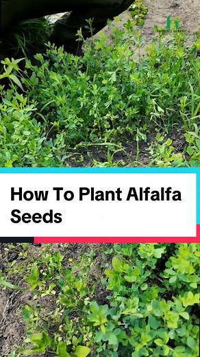 How To Plant Alfalfa Seeds for Livestock Feed | Farming Tips