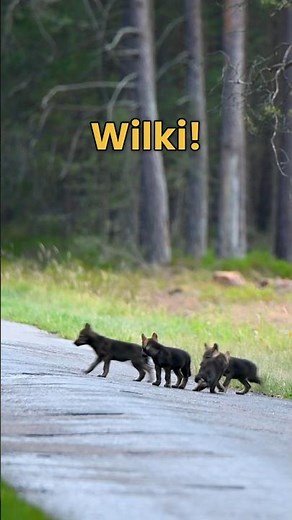 Nagrałem młode wilki 🐺 Wyjaśnienia w opisie 👇