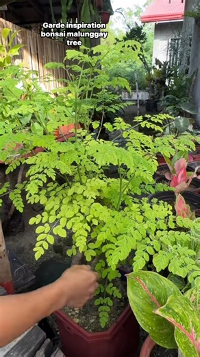 Bonsai Malunggay Tree #malunggay #bonsai #malunggayleaves #gardeninspiration #plantbased #vegetablegarden | Jayson Gaylan