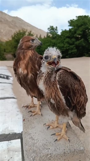 The best hawk sound 👌 #eaglepower47 | Eagle power