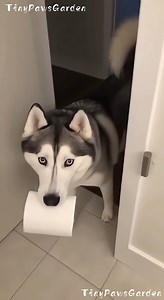 7.1M views · 263K reactions | Nutella Prank Makes Husky Go Full Drama Mode   100% AI video for fun & laughs! Every scene is digitally created — no real animals, babies, or people.  Enjoy and share!  No reuploads. #AIreel #AIfunny #AIanimals #AIfun #CreativeAI #AIvideo #AImagic | Tiny Paws Garden | Facebook
