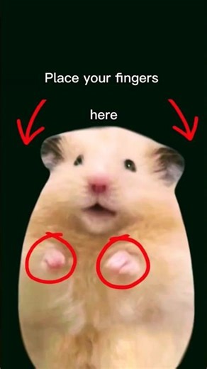 Surprise Hamster Fun! 🐹🐹🐹 #fun #funny #memes