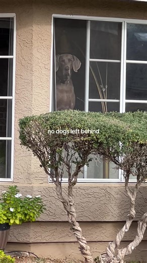 Doggy School Bus: Friends Waiting for Their Pals