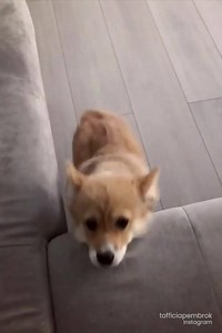 26K views · 481 reactions | Short people problems  | Go Fetch | Facebook