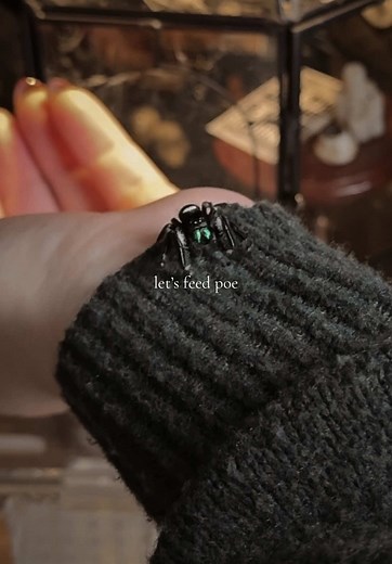 follow me on IG for more: @jasminescozydiary i’ve had quite a lot of interest regarding poe’s meals; what he eats and how i feed him. it’s actually a super simple process, as you can see. i don’t feed poe in his fancy enclosure. i can and have a few times in the past but he seems to enjoy his feeding time better in the small, clear enclosure. i previously attached some very thin mesh over the ventilation holes of the clear enclosure using hot glue because i learned through error that mealworms a