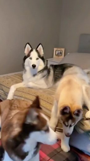 They`re talking it over😂#huskies #husky #huskylife #dogsofttiktok #fyp #smartdog #huskytalk #huskytalking