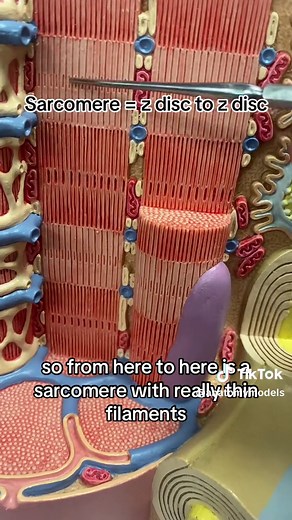 @Jenny Muscle Fiber Model #sarcomere #anatomymodels #humananatomymodels #musclefiber #muscle #actin #myosin #zdisc #learnontiktok #professorkleinanatomy #ohiouniversity #anatomy #teachontiktok