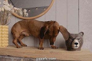 Snoopy Videos, Download The BEST Free 4k Stock Video Footage & Snoopy HD Video Clips