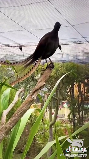 This lyrebird is REALLY good at mimicking humans 😮😱😳 #lyrebird #btn #news #trending #tarongazoo #fypシ #mockingjay #birdtok #animalsoftiktok